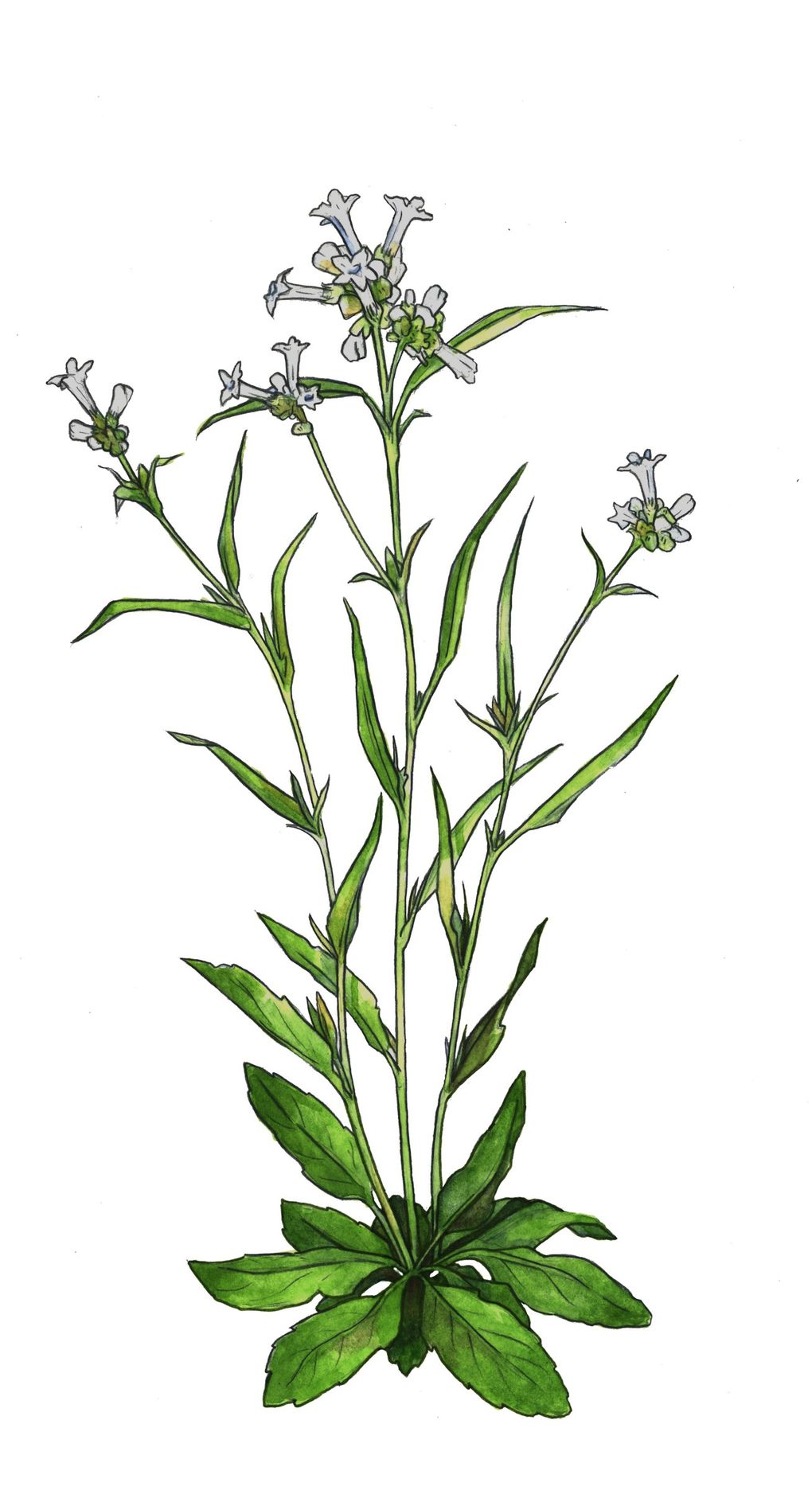 Nicotiana quadrivalvis was smoked by Native Americans and abandoned after whites introduced domesticated tobacco with higher nicotine content. (Emily Hull)