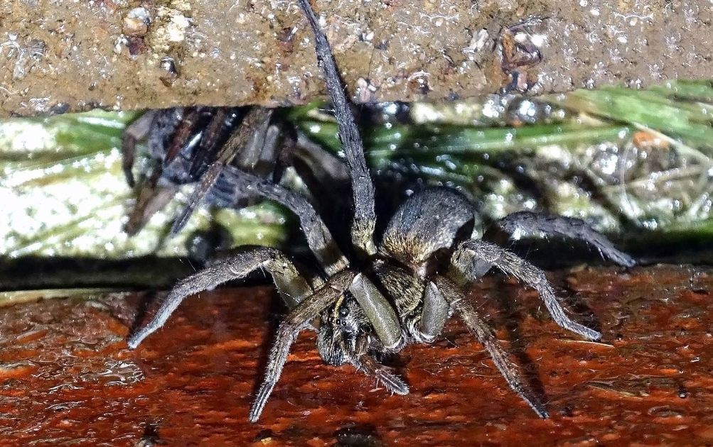 Wolf spider is autumn's most frightening home intruder