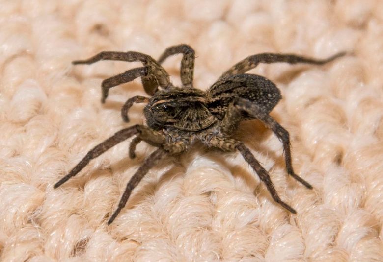 wolf spider bite