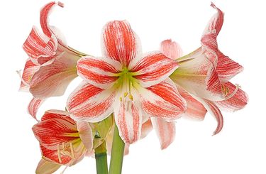 Sure, you can buy festively blooming amaryllis, but growing your own is a lot more fun