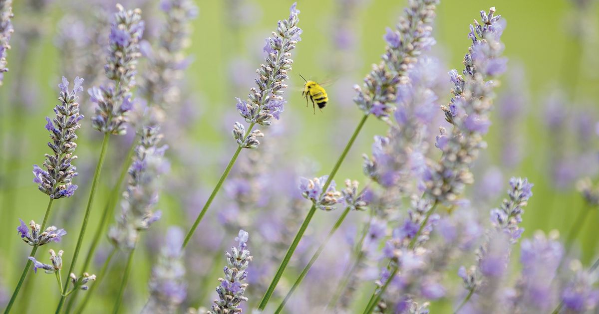 Lavender’s soothing scent could be more than just folk medicine | The ...
