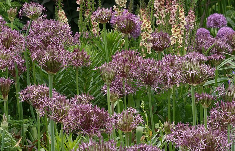 Plant these ornamental allium bulbs now for springtime bursts of giant ...