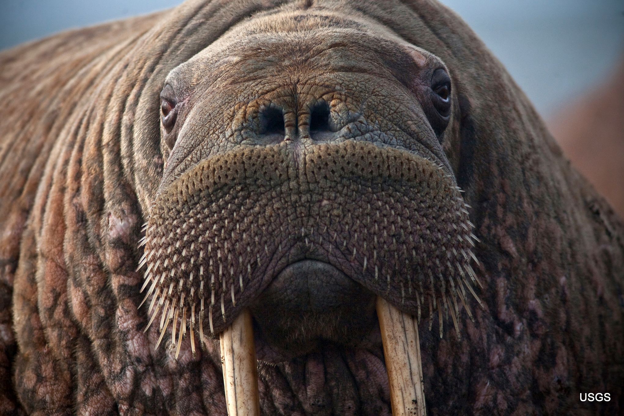 Animals of the Ice: Walruses