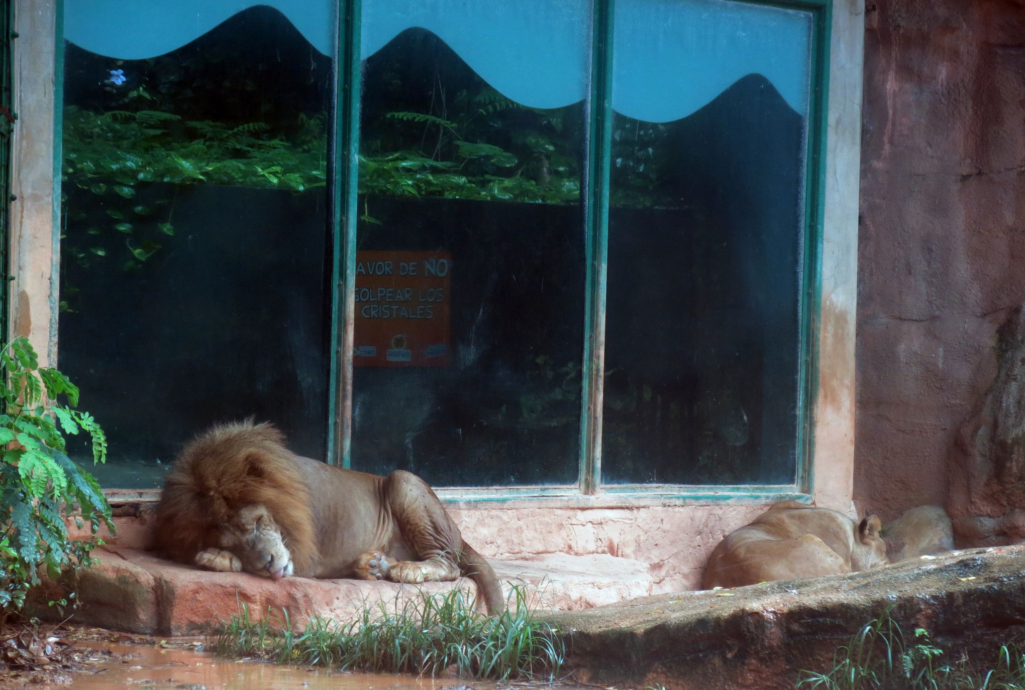 Activists demand closure of Puerto Rico zoo after deaths | The Seattle Times