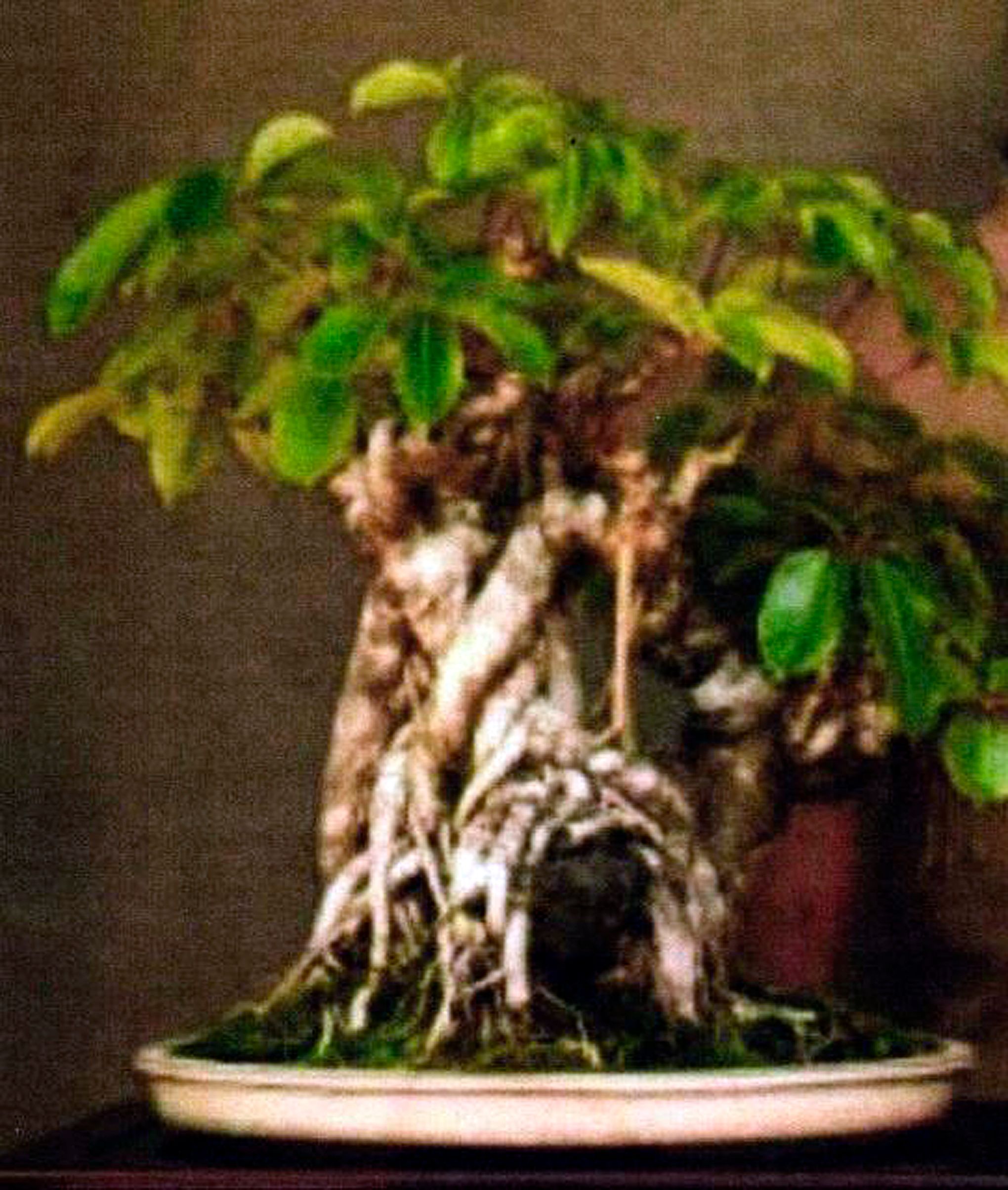 Hawaii bonsai tree stolen after owner raised it for decades | The Seattle  Times