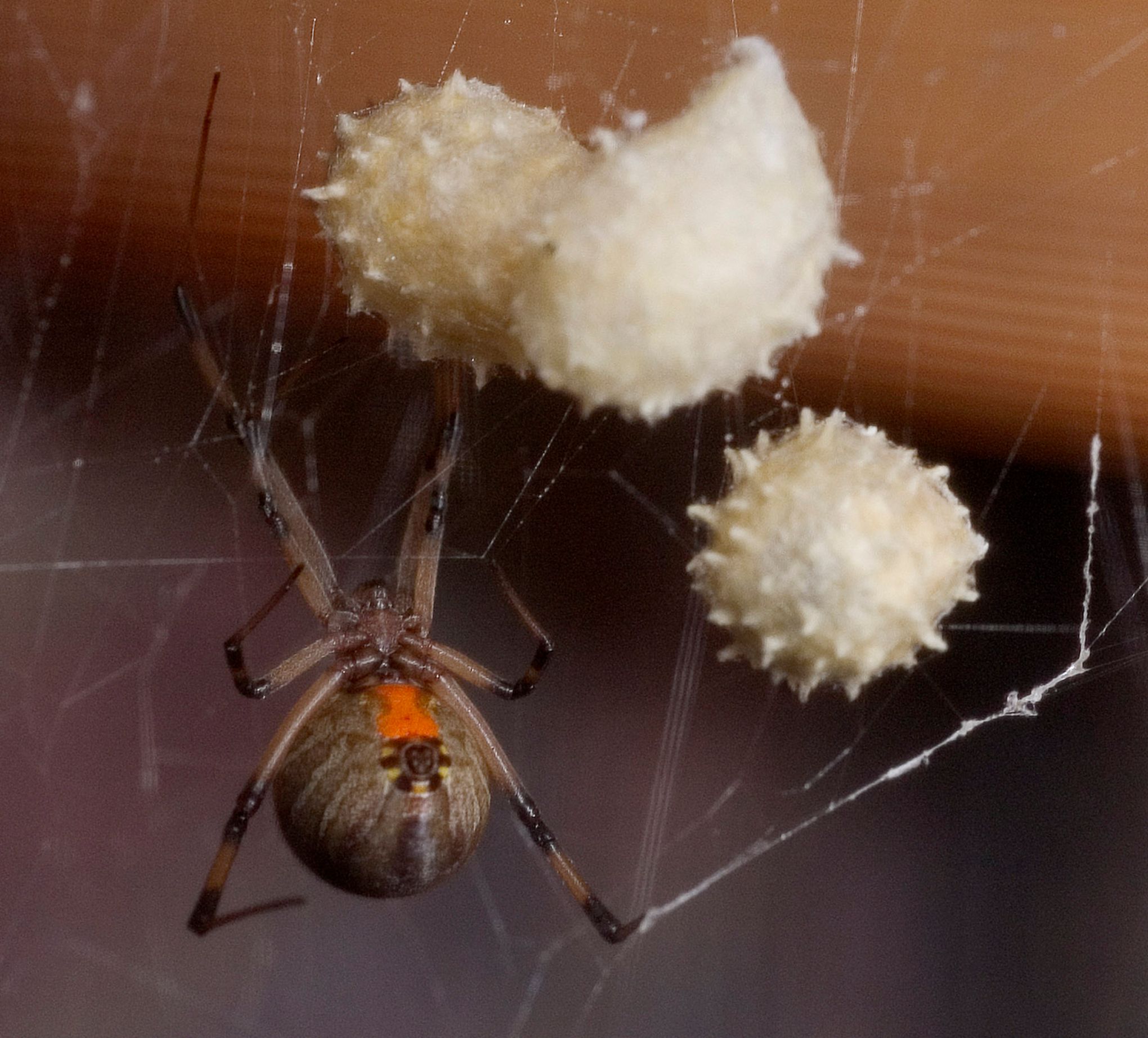 Black Widow Spiders Are Being Killed Off by Non-Native Brown