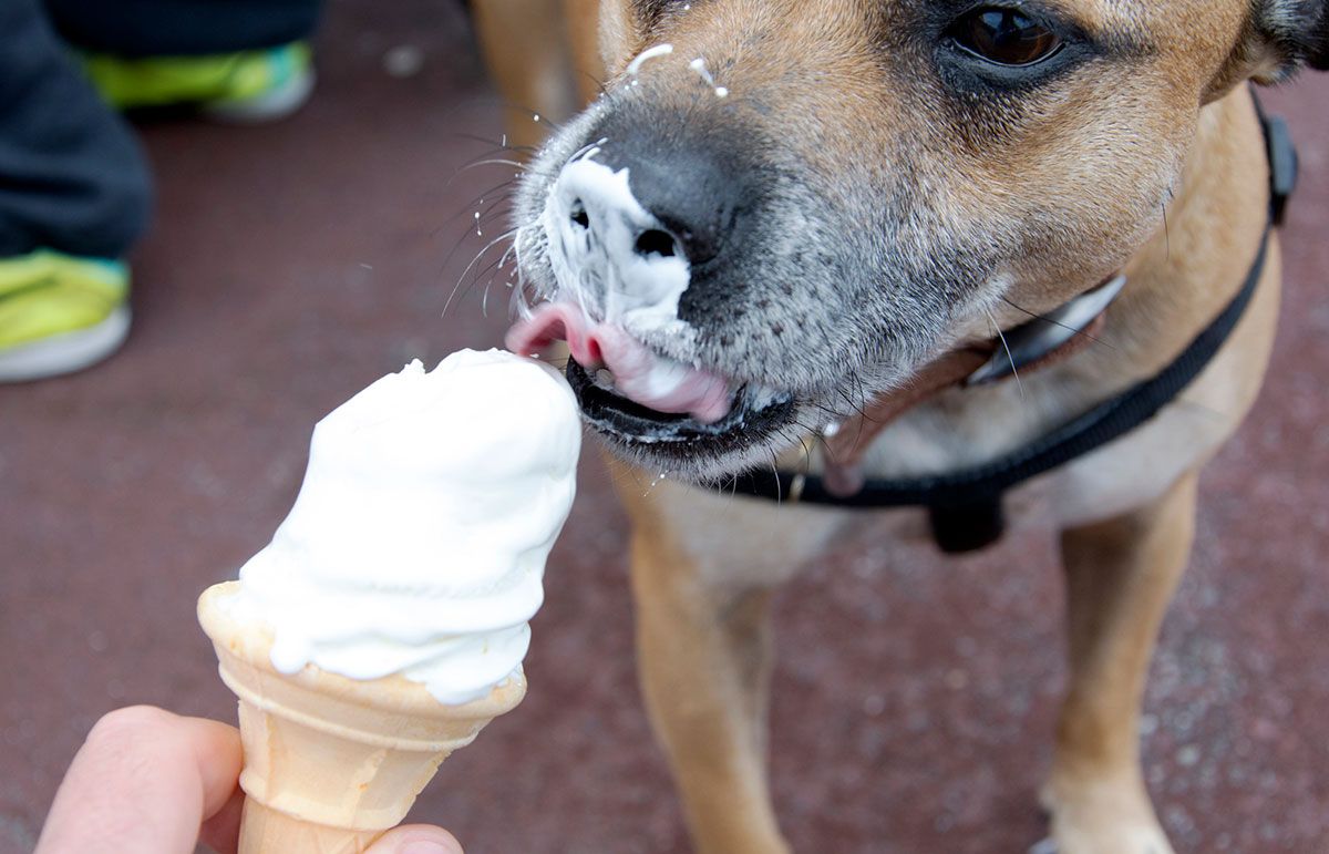 Can my dog on sale eat ice cream