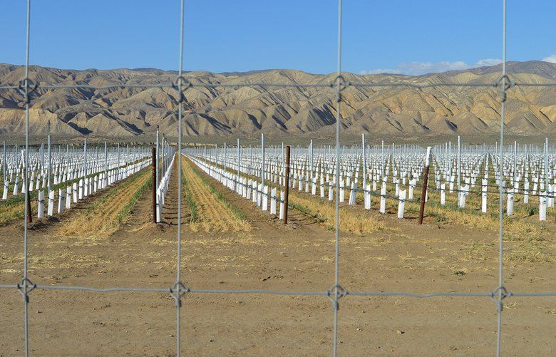 Harvard’s North Fork Vineyard stands in Cuyama, California, U.S., on Wednesday, May 23, 2018. Four years ago, Harvard University bought an old cattle ranch in the foothills of the Sierra Madre Mountains. On an arid expanse north of Santa Barbara, California, the school’s endowment set out to make money from a notoriously tricky business: vineyards.