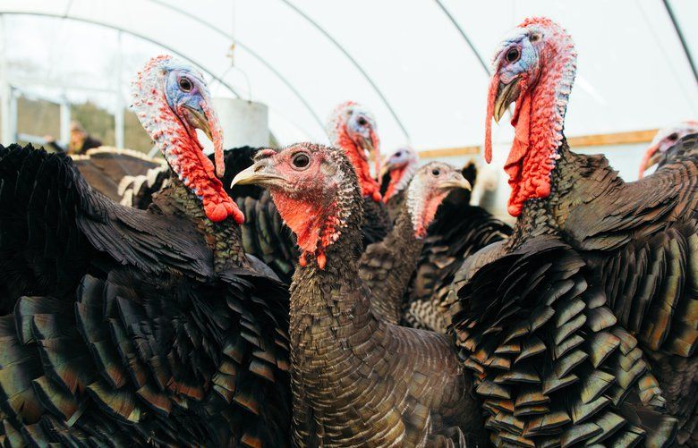 Micha and her husband only raise 100 turkeys each season. ?We are limited on the quantity we can do,? Micha said. ?We don?t want to overcrowd them because that can lead to stress.?
