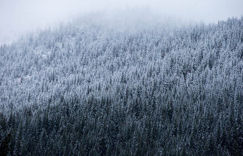 Snow rests on trees at Snoqualmie Pass, at about 3,000 feet elevation. (Courtney Pedroza / The Seattle Times)