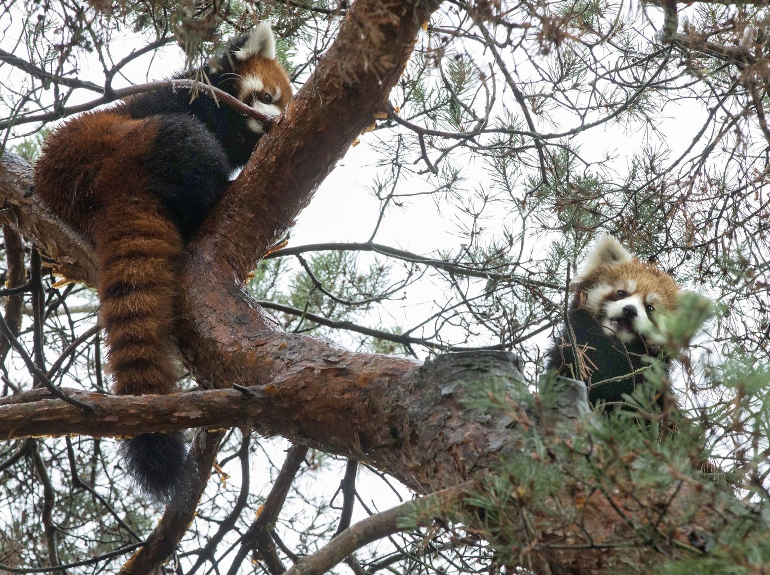 A Rare Treat Woodland Park Zoo Unveils Twin Red Panda Cubs The Seattle Times