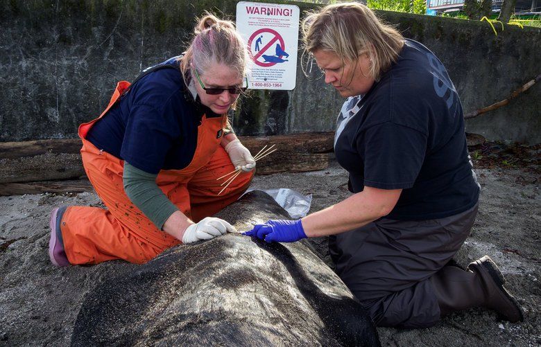 Dead Sea Lions Are Washing Up On Puget Sound Shores — With Bullet Holes 