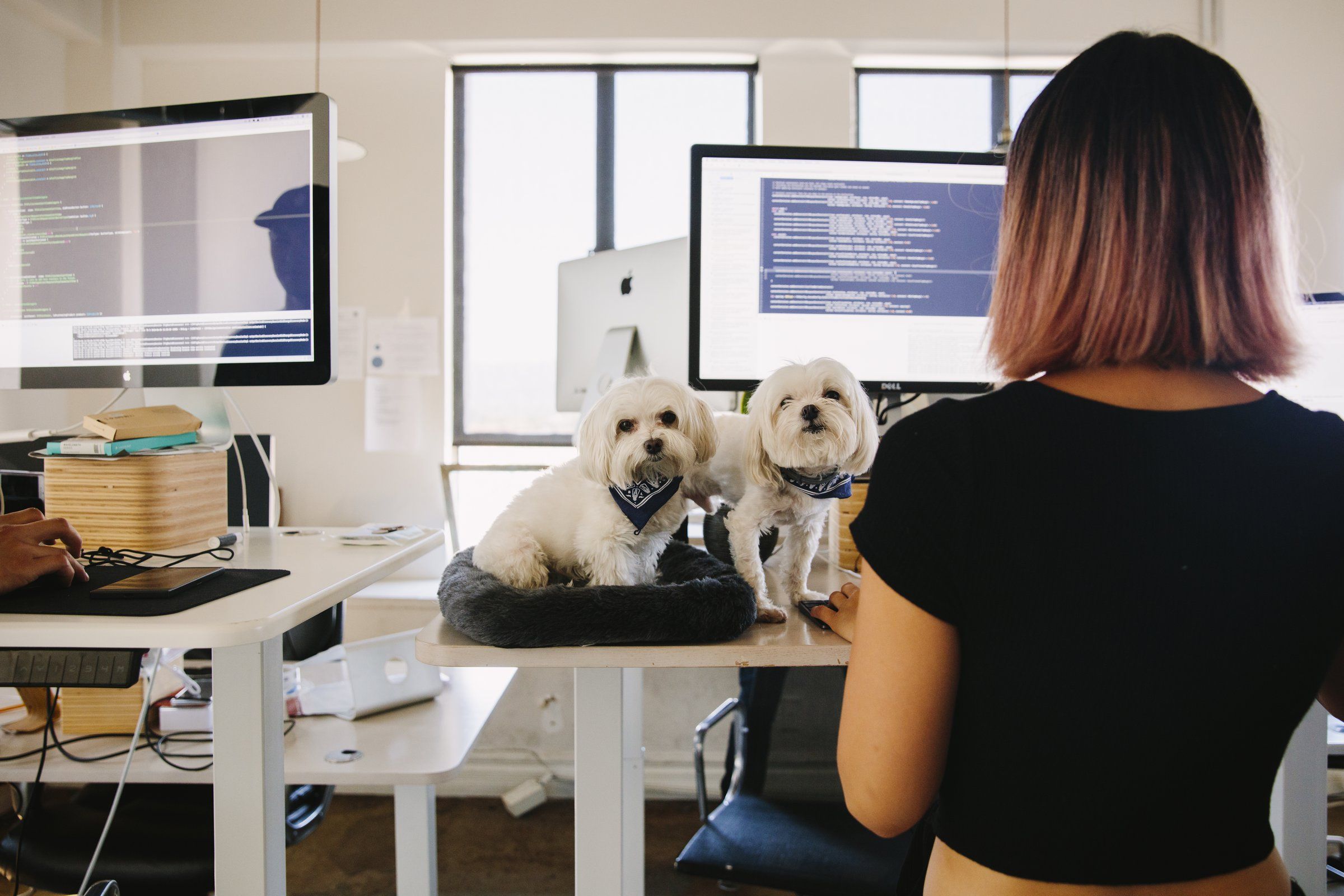 seattle standing desk