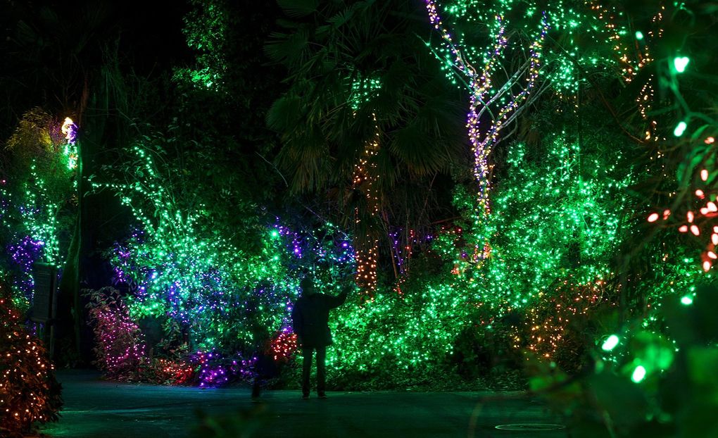 Guests take in the colorful sights at WildLights at the Woodland Park Zoo in Seattle on Nov. 29, 2018. (Bettina Hansen / The Seattle Times)