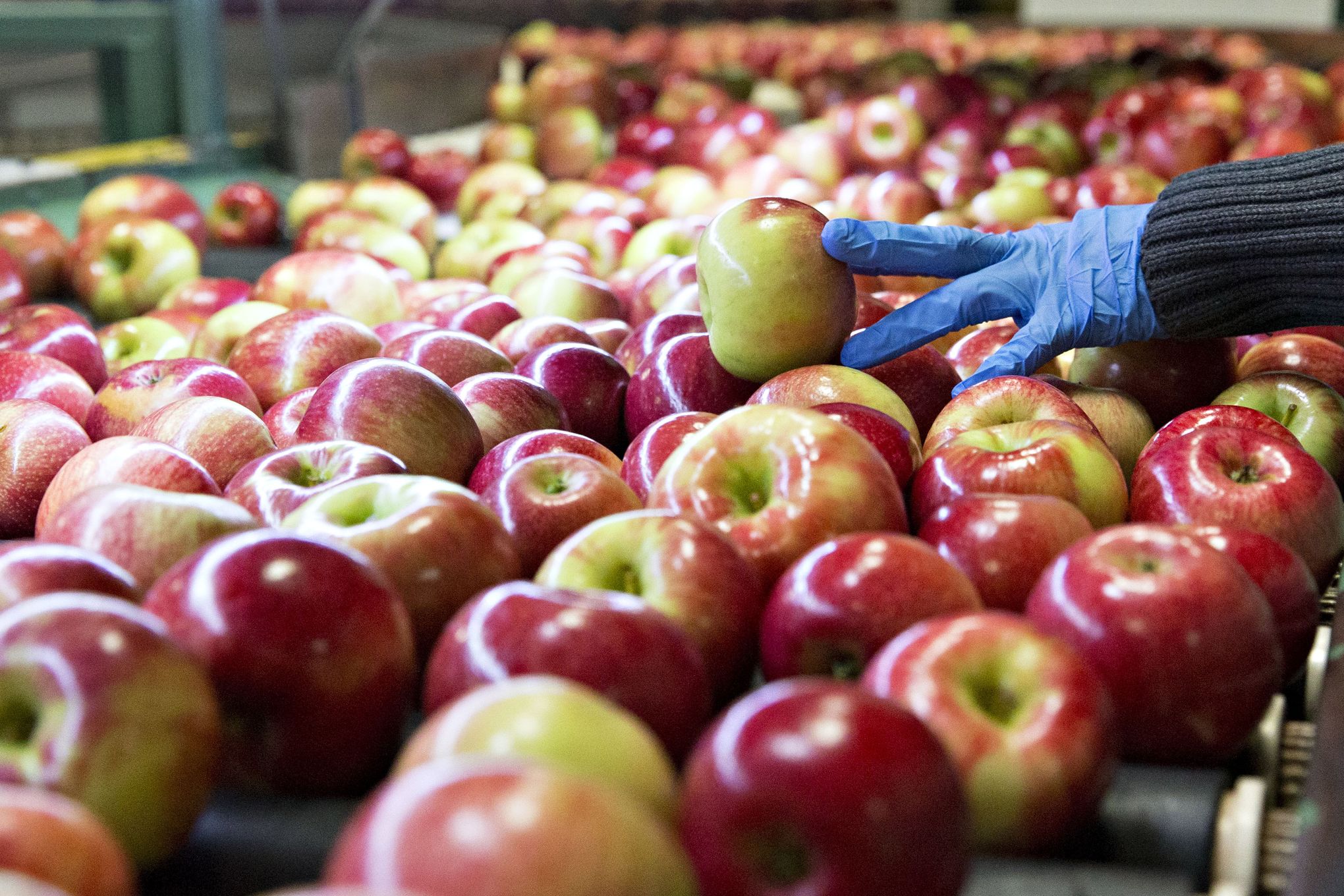 Honeycrisp Apples at Whole Foods Market