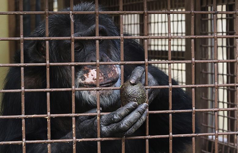 Chimp research is over, but hundreds are still in labs. A tiny ...