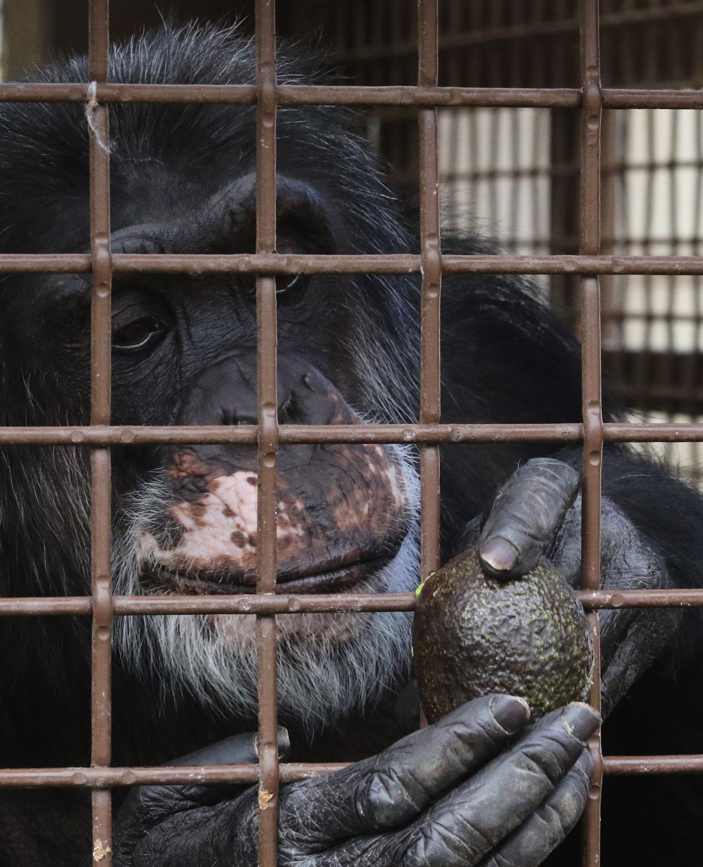 Chimp research is over, but hundreds are still in labs pic