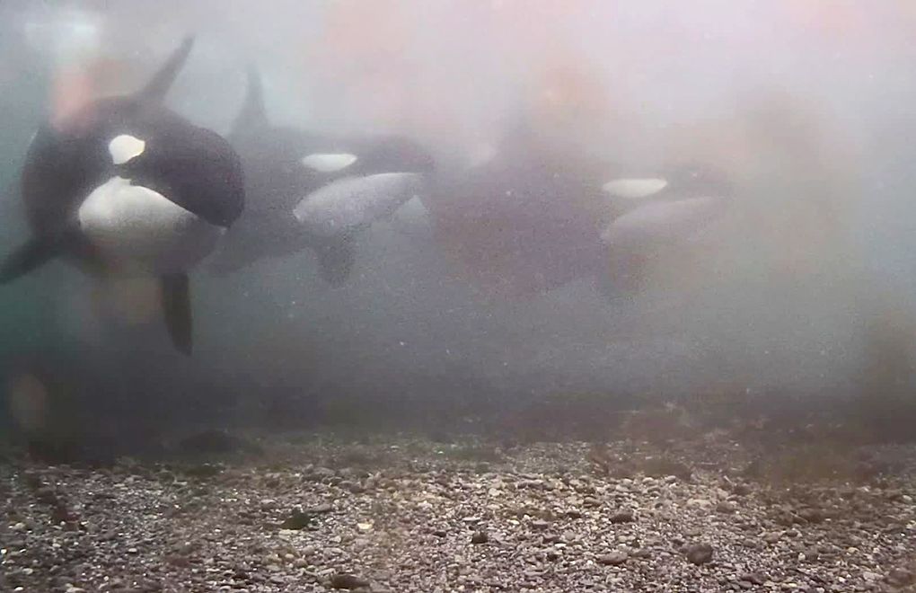 Northern residents enjoy a sanctuary created just for them, where the whales enjoy rubbing their bodies on the smooth stones of the beach. (Image courtesy of Explore.Org)