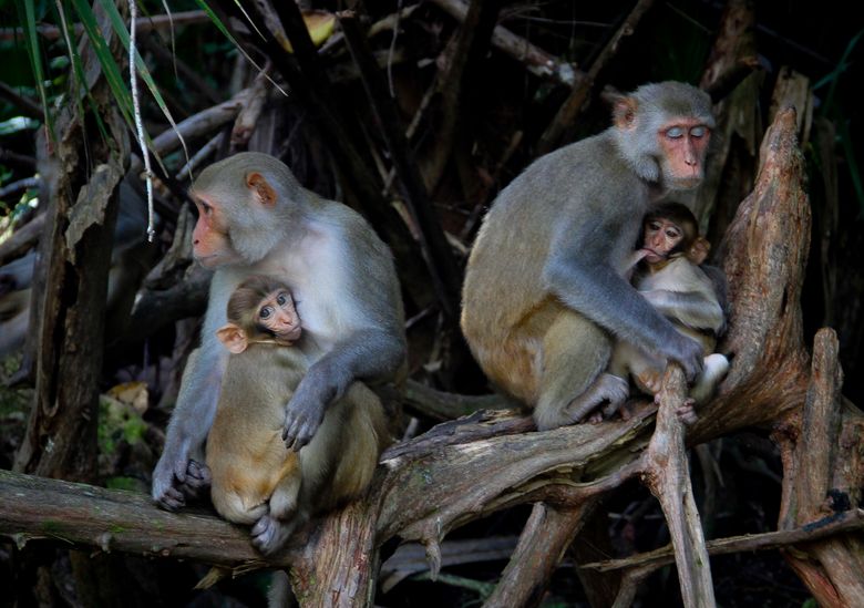 Why Feeding Monkeys is Bad for Forests