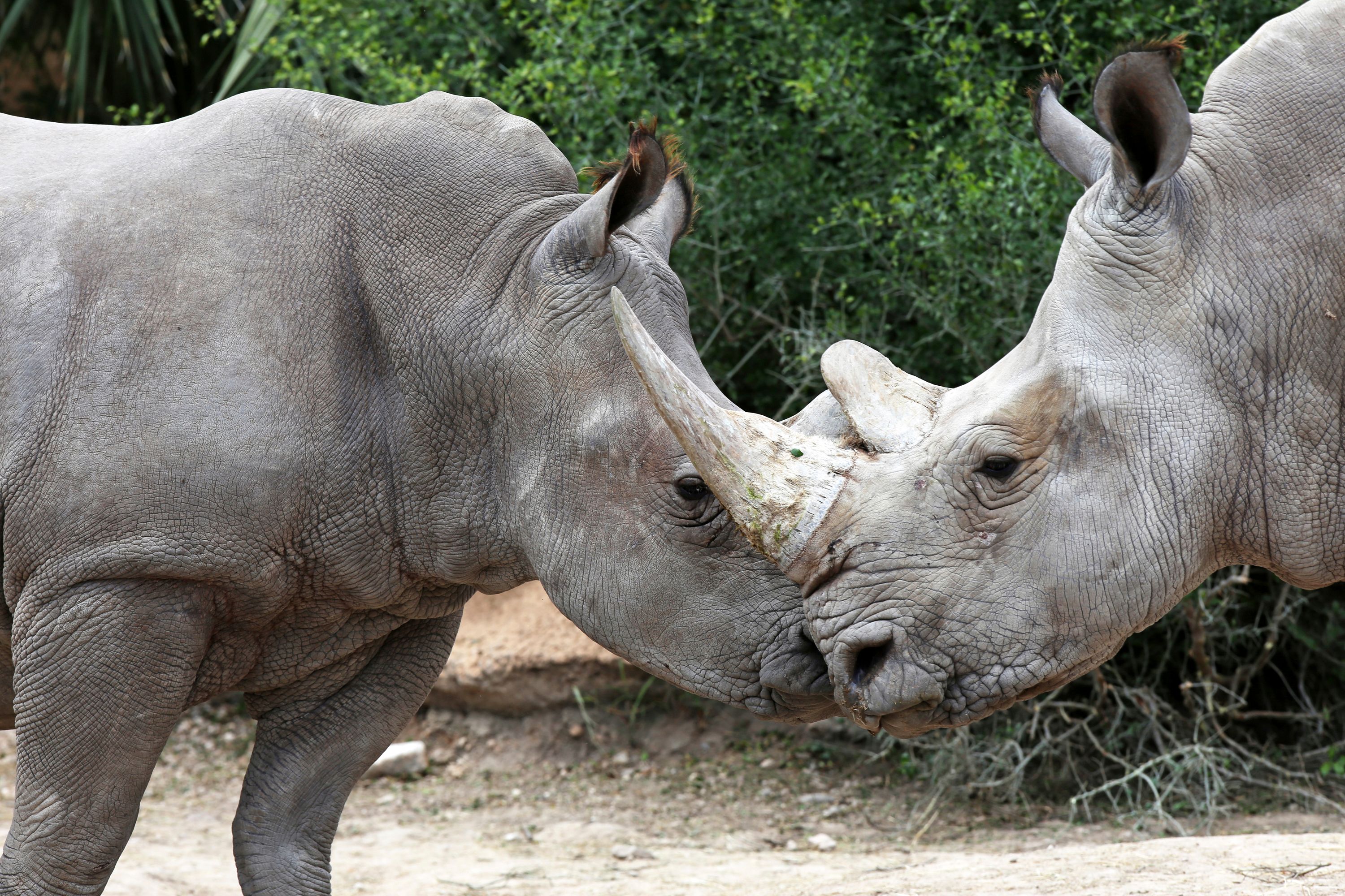 ★PSY/GOA★ V.A / White Rhino 2LP Safari Ltd 1996 White Rhino PVC Toy figure | eBay