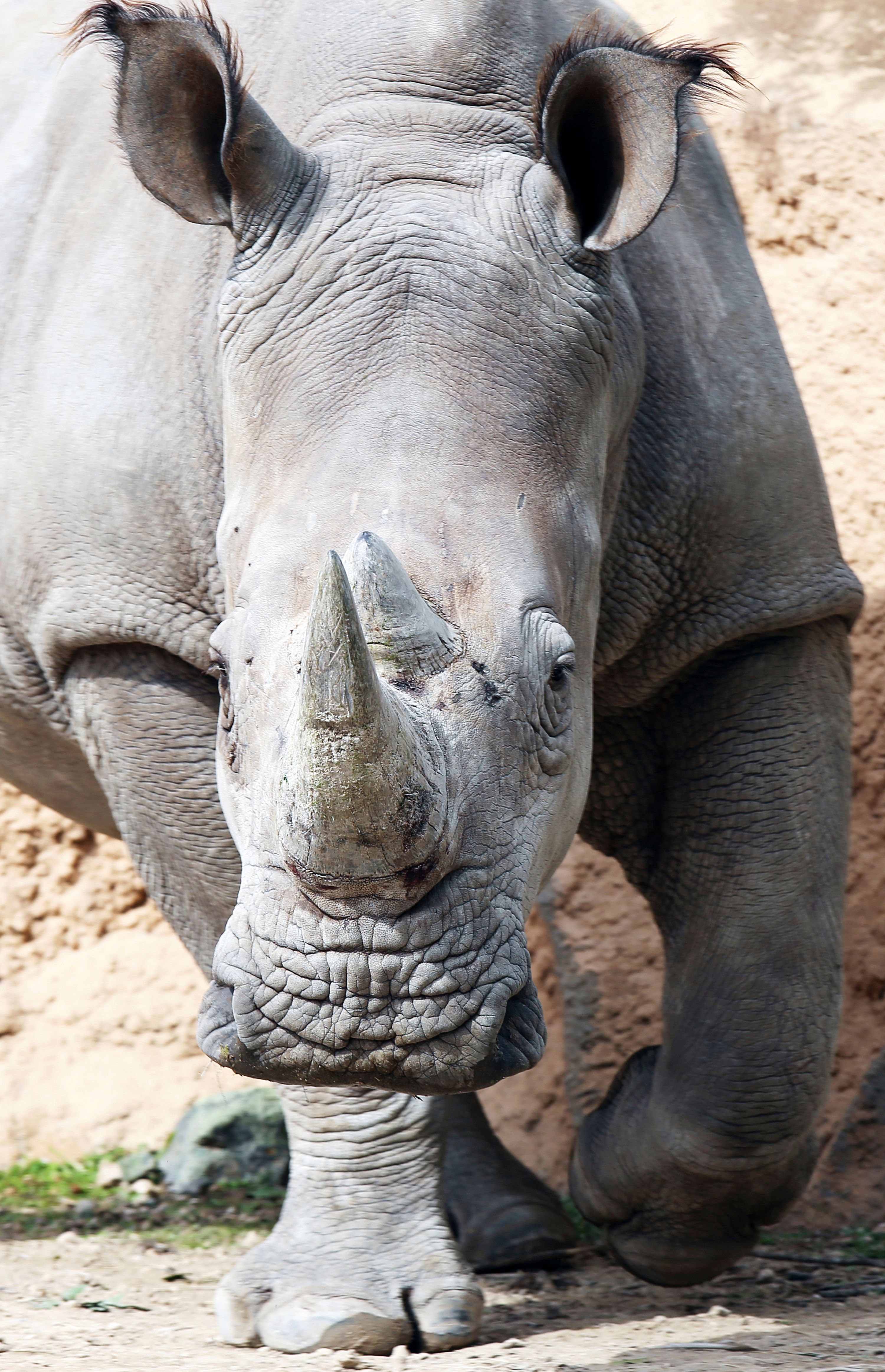 Endangered white rhino on display at South Texas zoo | The Seattle