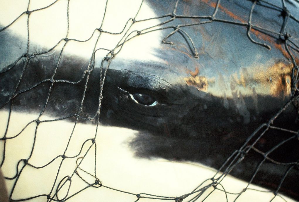 Lolita, the last surviving orca taken from Puget Sound, is loaded for transport by truck. “She would follow you with her eye,” says Terry Newby, who tried to soothe her on the ride. (Courtesy of Dr. Terrell C. Newby, Ph.D.)