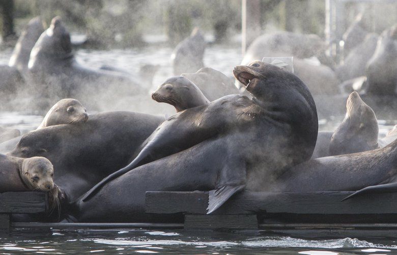 Male sea lions steam in the early morning light after jumping out of the cold water of the Colmubia River onto the Astoria municipal mooring docks.  Hundreds and hundreds are showing up to eat bait fish and salmon in the Columbia.