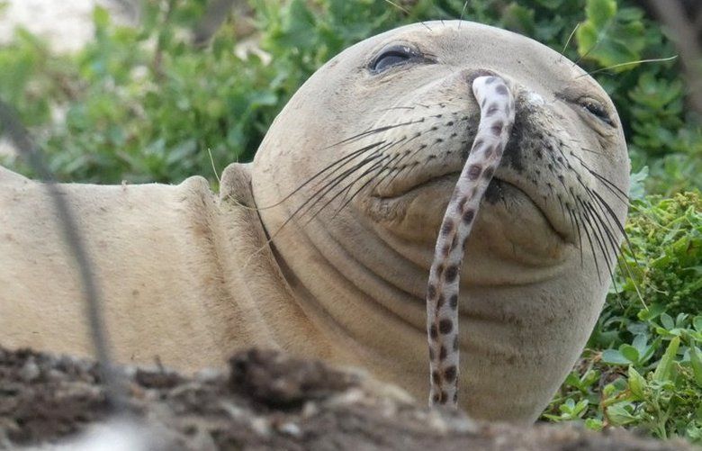 endangered-hawaiian-monk-seals-keep-getting-eels-stuck-up-their-noses