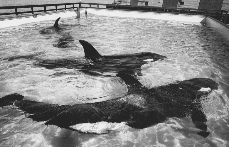 The orca and the orca catcher: How a generation of killer whales 