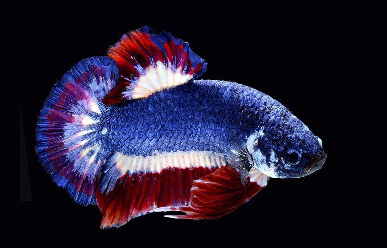 Thailand to honor beautiful, violent Siamese fighting fish | The Seattle  Times