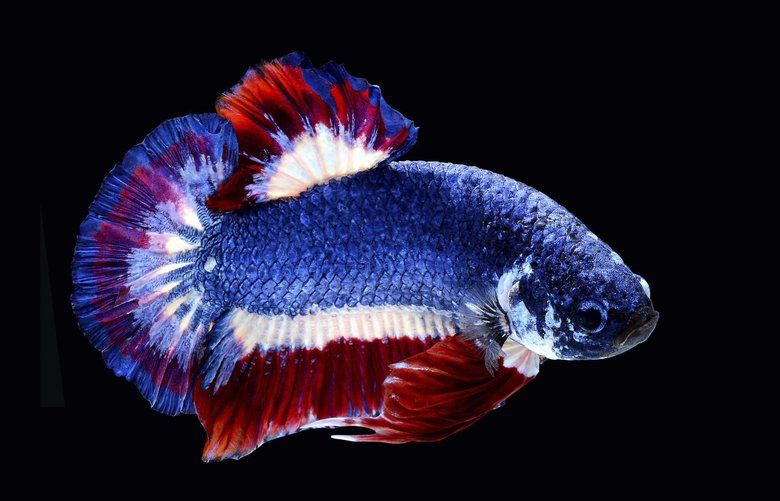 Thailand to honor beautiful, violent Siamese fighting fish | The Seattle Times Thailand to honor beautiful, violent Siamese fighting fish | The Seattle Times