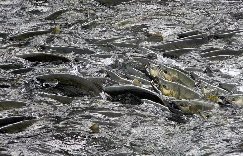Alaska salmon face a tide of new mines - High Country News