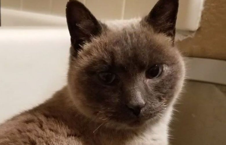 California family finds cat alive a month after deadly blaze | The ...