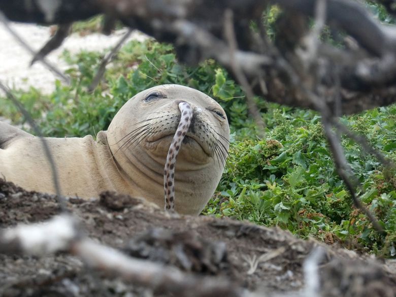 Endangered Hawaiian monk seals keep getting eels stuck up their noses; scientists want them to stop | The Seattle Times Endangered Hawaiian monk seals keep getting eels stuck up their noses; scientists want them to stop | The Seattle Times