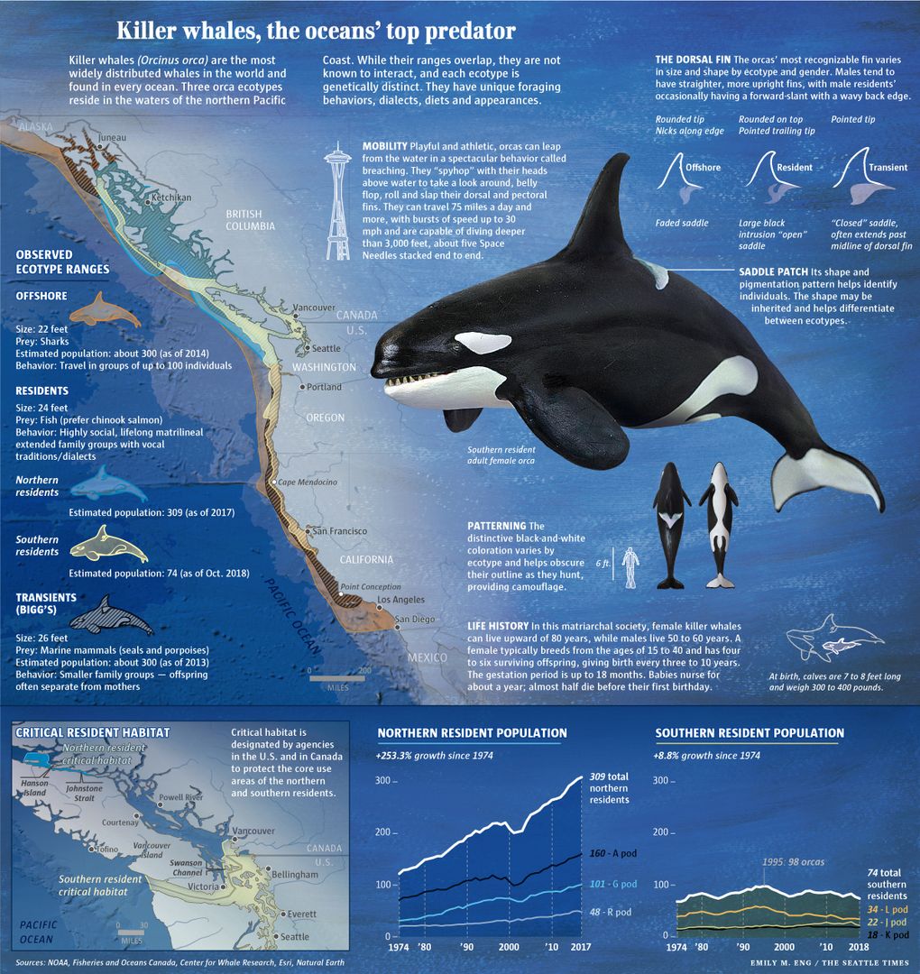 Killer Whale Skeleton Diagram