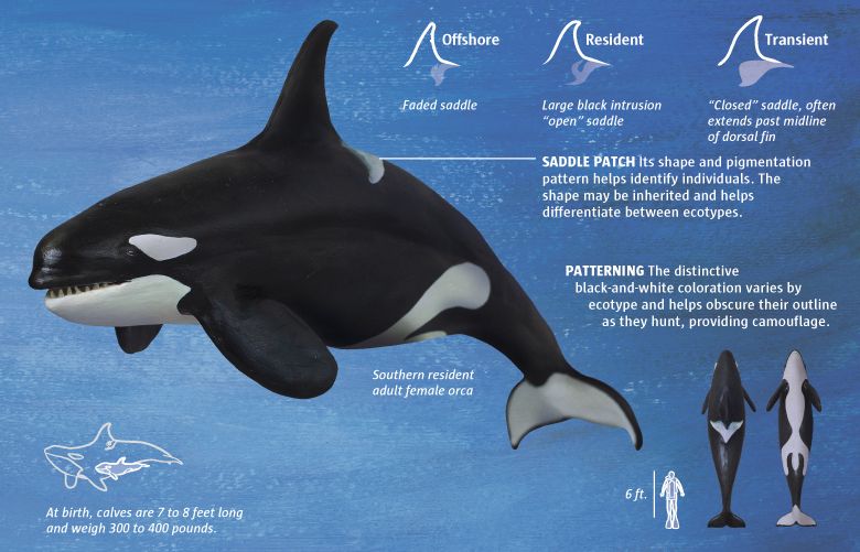 killer whale eyes diagram