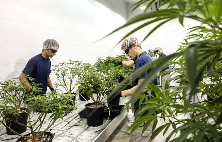 Employees work in the Mother Room at the Canopy Growth Corp. facility in Smith Falls, Ontario, Canada, on Tuesday, Dec. 19, 2017. Canadian medical marijuana is setting the stage to go global. The country’s emerging legal producers have a chance to seize opportunities in other countries that could make them worldwide leaders, according to Linton. Photographer: Chris Roussakis/Bloomberg 775096087
