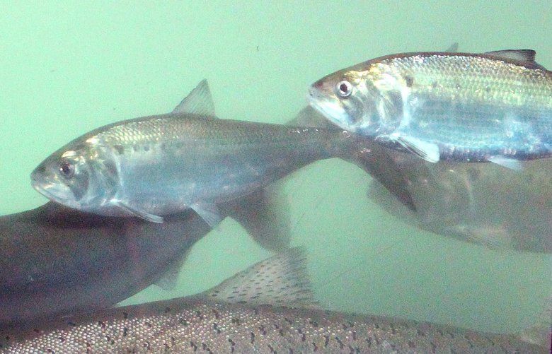 FILE – In this June 27, 2012, file photo, a sockeye salmon, left, swims pass a chinook salmon, center front, and shad, above, at the fish counting window at the Bonneville Dam near Cascade Locks, Ore. Federal officials say changes in how dams on the Snake and Columbia rivers are operated are needed to improve migratory conditions for protected runs of Snake River chinook salmon and steelhead. (AP Photo/Rick Bowmer, File)