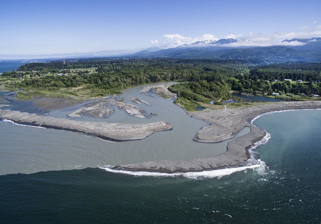 Now undammed, the Elwha River’s spring runoff gave way to clear water by August. An estimated 7,500 chinook came back in an ecosystem-scale recovery feeding everything from bears to orcas. (Steve Ringman / The Seattle Times)