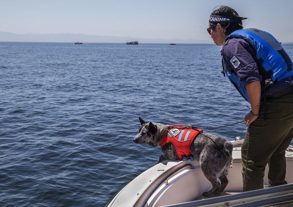 Dio the blue heeler and his handler Collette Yee of Conservation Canines search for orca scat in the water off San Juan Island. (Steve Ringman / The Seattle Times)