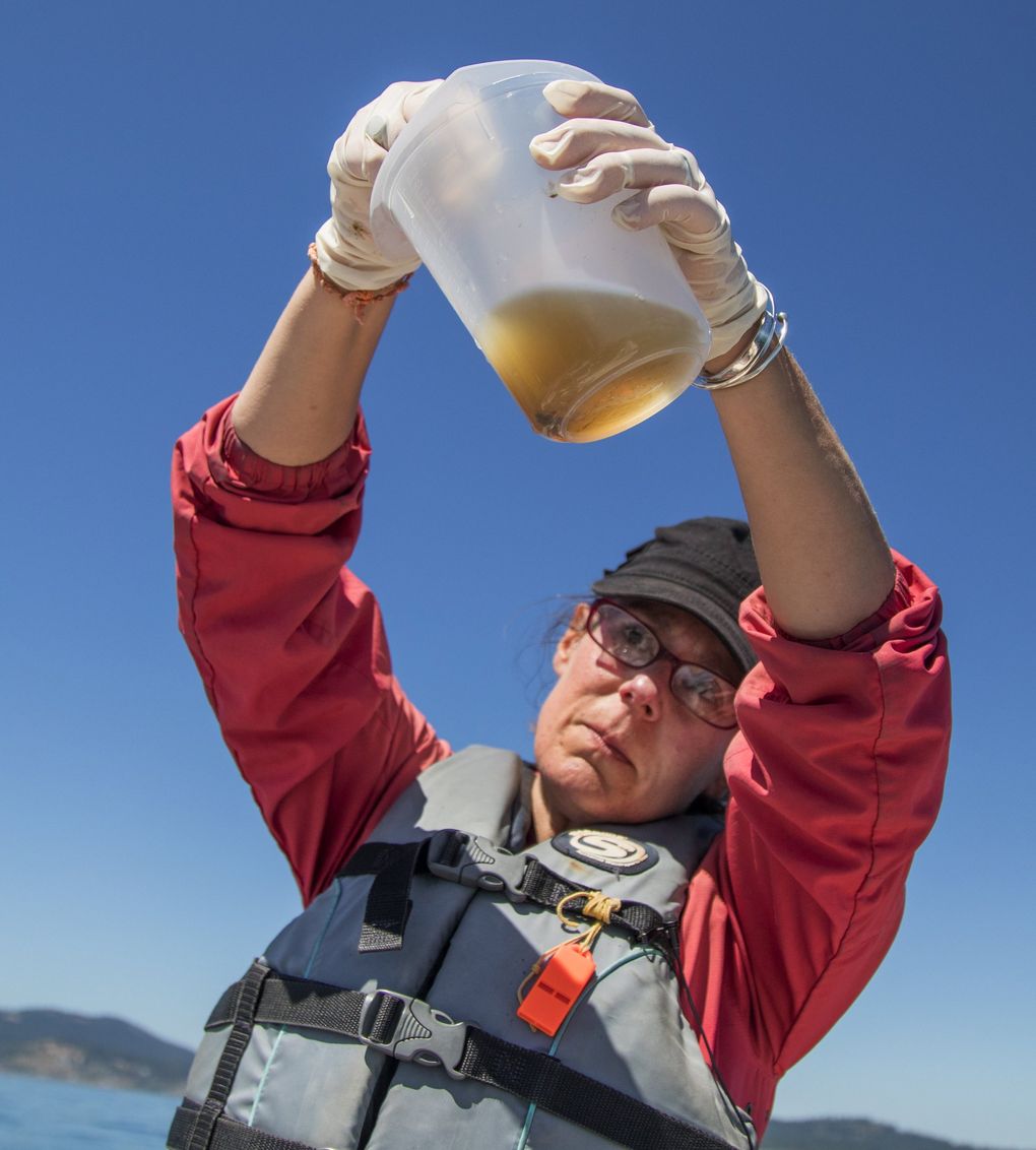 Scientist Deborah Giles examines a sample of orca scat. Researchers have documented a link between stress hormones in orca scat, low salmon availability, and failed pregnancies. (Steve Ringman / The Seattle Times)