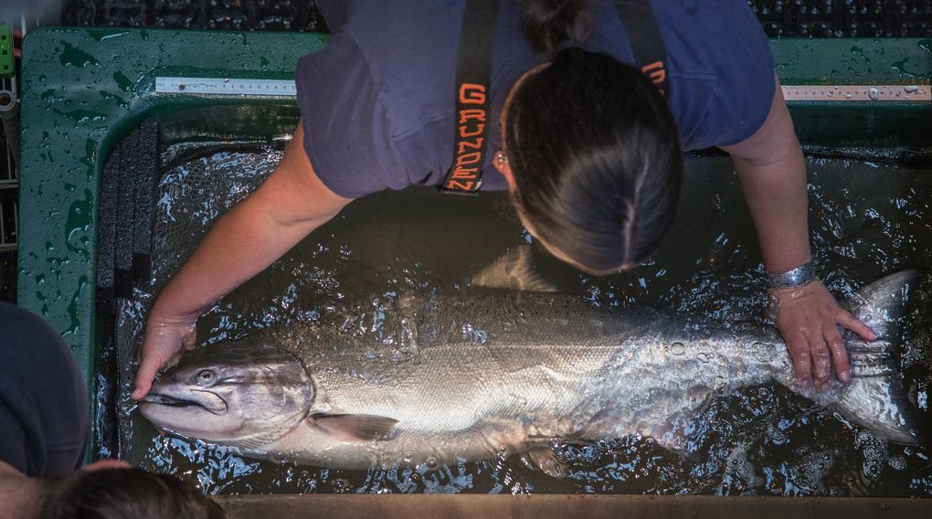 Crystal Chulik inspects a chinook during scientific sampling at the Bonneville Dam last June. Big fish like this one are what southern resident killer whales need for a square meal. But most chinook are much smaller than they used to be. (Steve Ringman / The Seattle Times)