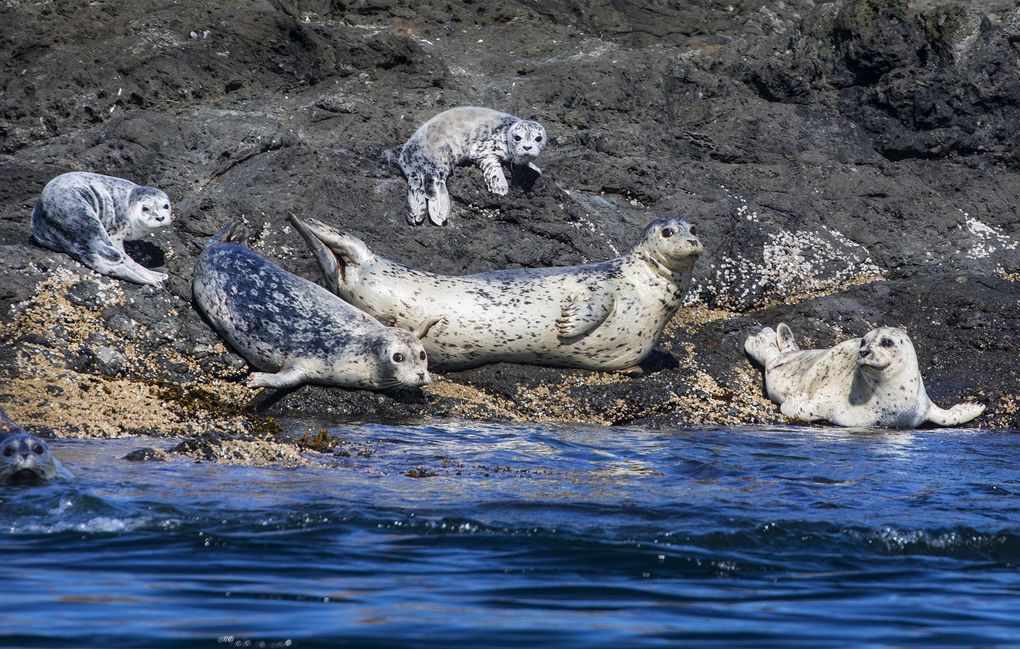 Harbor seals, alert to any movement, are a favorite prey of transient killer whales, which are thriving on abundant food. This group is lounging on Sentinel Rock off Spieden Island, north of San Juan Island. (Steve Ringman / The Seattle Times)