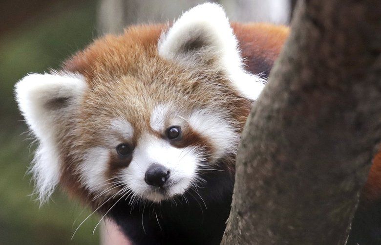 Red panda cub Zeya looks up from a perch in a temporary outdoor enclosure she shares with her twin sister and mother during a media preview of the animals at the Woodland Park Zoo Wednesday, Nov. 14, 2018, in Seattle. The five-month-old cubs are expected to make their public debut to zoo visitors November 23. The cubs are the first successful birth of red pandas at the zoo in 29 years and are among five red pandas now there. Fewer than 10,000 red pandas remain in their native habitat of bamboo forests in China, the Himalayas and Myanmar. (AP Photo/Elaine Thompson) WAET104