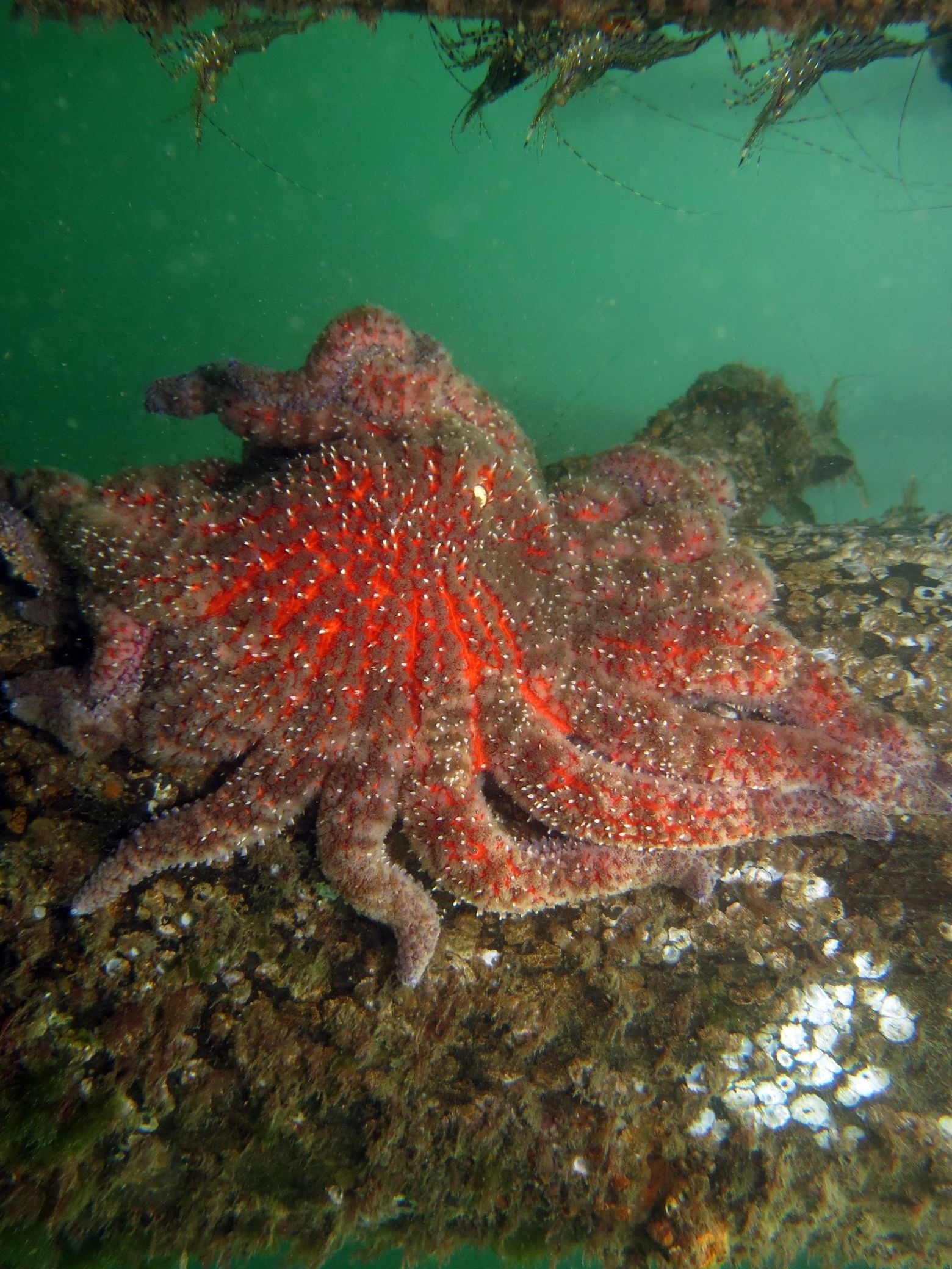 Sunflower Sea Star