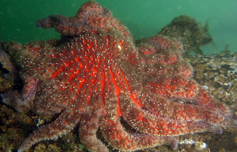 Sunflower sea stars certified as 'critically endangered' by