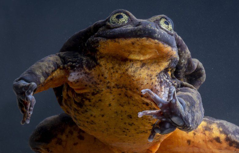 Romeo, for 10 years the only known Sehuencas water frog, lived alone in captivity while scientists searched for others of his kind. MUST CREDIT: Photo by Robin Moore/Global Wildlife Conservation