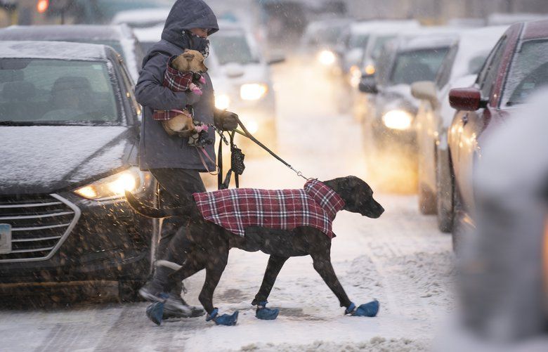 how cold is too cold for dogs in a car