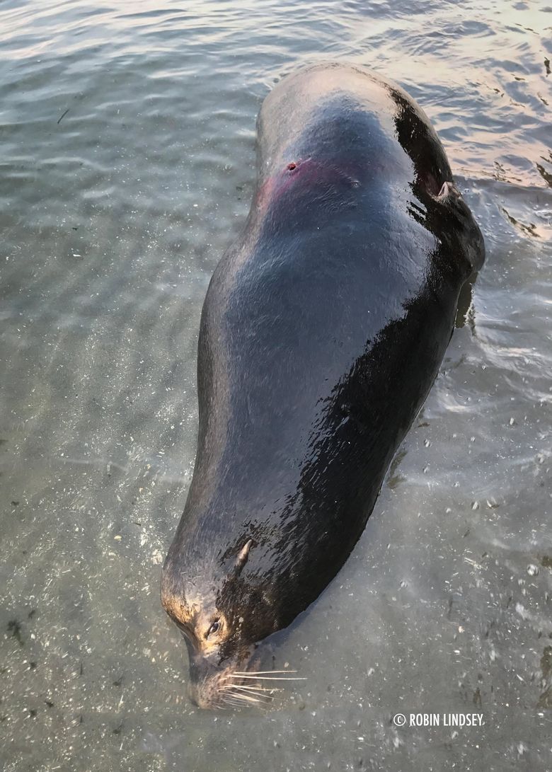 Seattle Sea Lions —