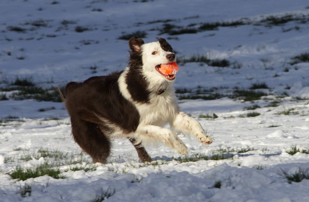 Willa, an Australian Shepherd, catches a snowball thrown by its owner Darla Weideman at a school near the Kent home where they live Tuesday, February 5, 2019. Weideman says that Willa really loves the snow and starts jumping around like a gazelle when the dog first sees it. After a few minutes, however it’s all about the ball. 209165 (Ellen M. Banner / The Seattle Times)